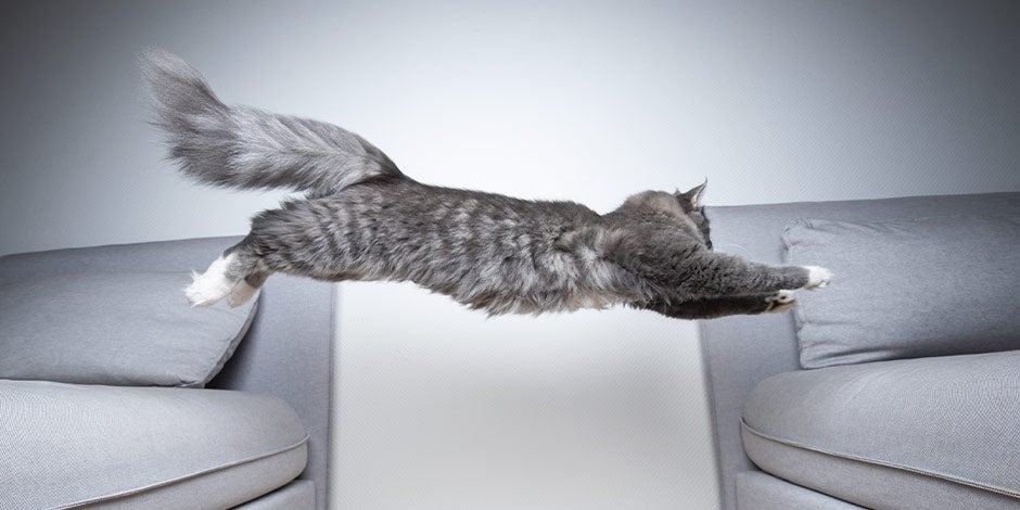 Datos curiosos de los gatos - Salto La capacidad de salto de los michis es uno de los datos curiosos de los gatos. Michi saltando entre dos sofás.