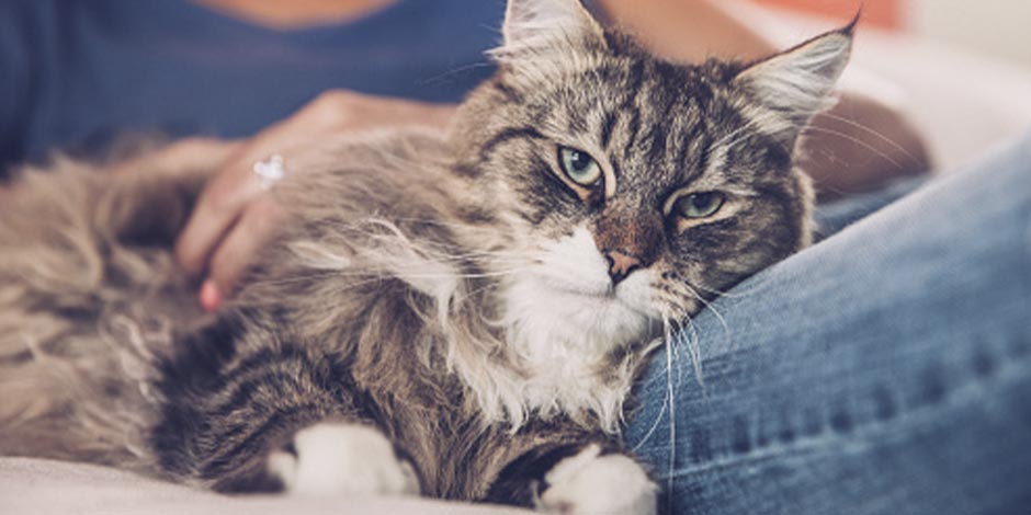 Día del gato – Cariños Gato senior acostado con su tutor recibiendo cariños por el día del gato