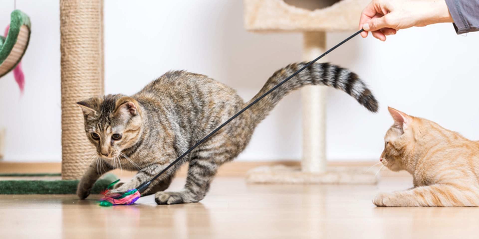 Día del gato – Juegos Gato atigrado jugando en el día del gato