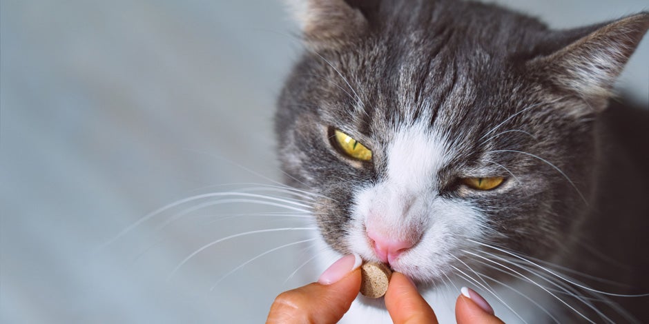 Día del gato – Snacks Gato recibiendo un snack en el día del gato