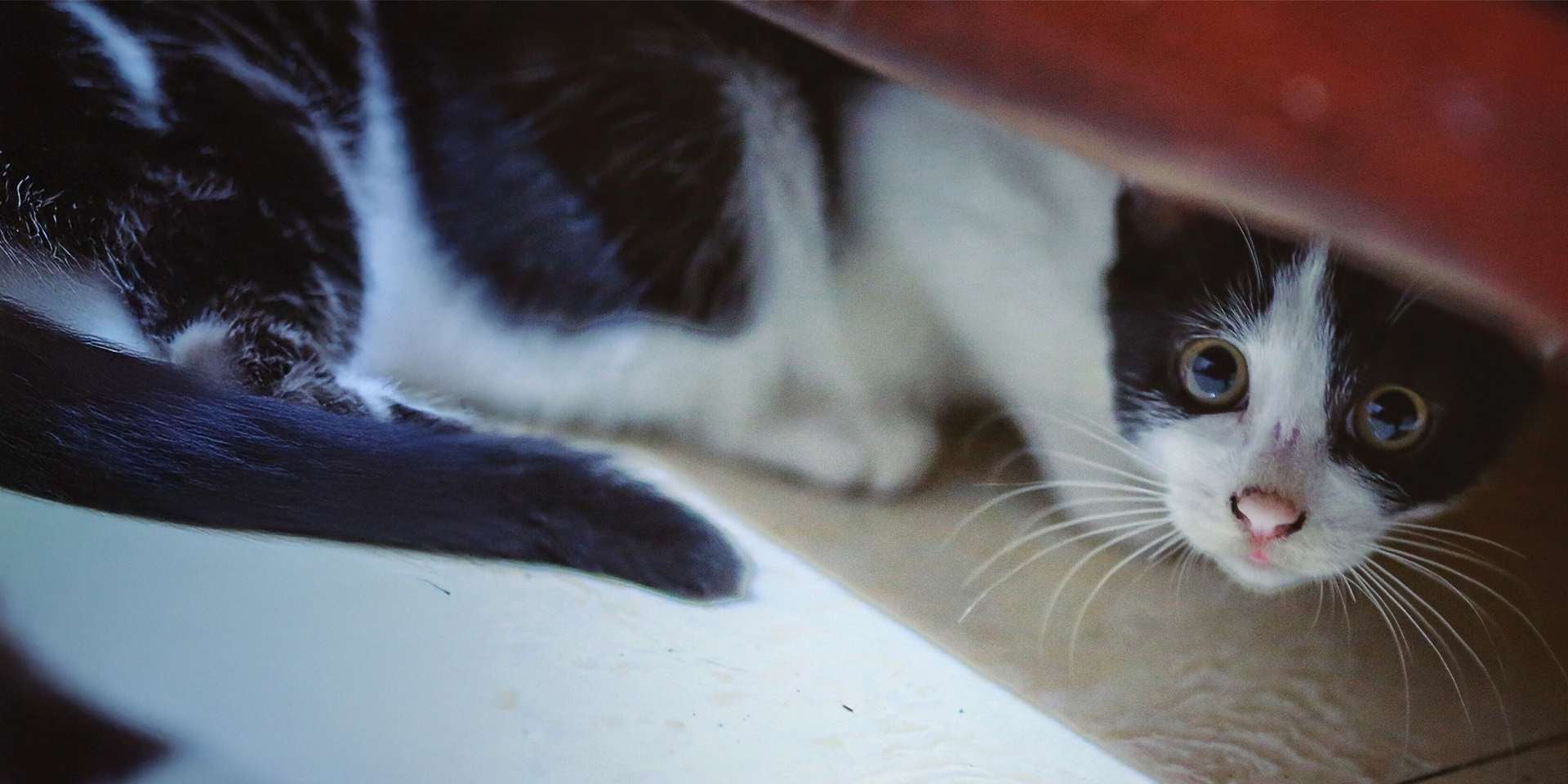 Diarrea en gatos - Estrés Michi ansioso, escondido. El estrés y la ansiedad pueden generar diarrea en gatos.