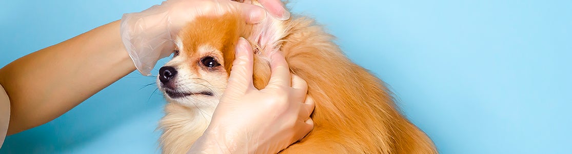 Garrapatas en perros - Pomerania Pomerania siendo examinado ante posibles garrapatas en perros.