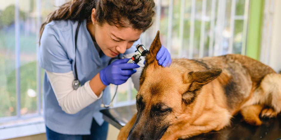 Garrapatas en perros - Veterinaria Veterinaria examinando las orejas de un pastor alemán en busca de garrapatas en perros.