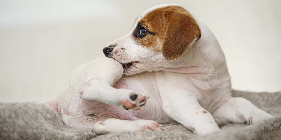 Jack Russell mordiéndose por posibles garrapatas en perros.