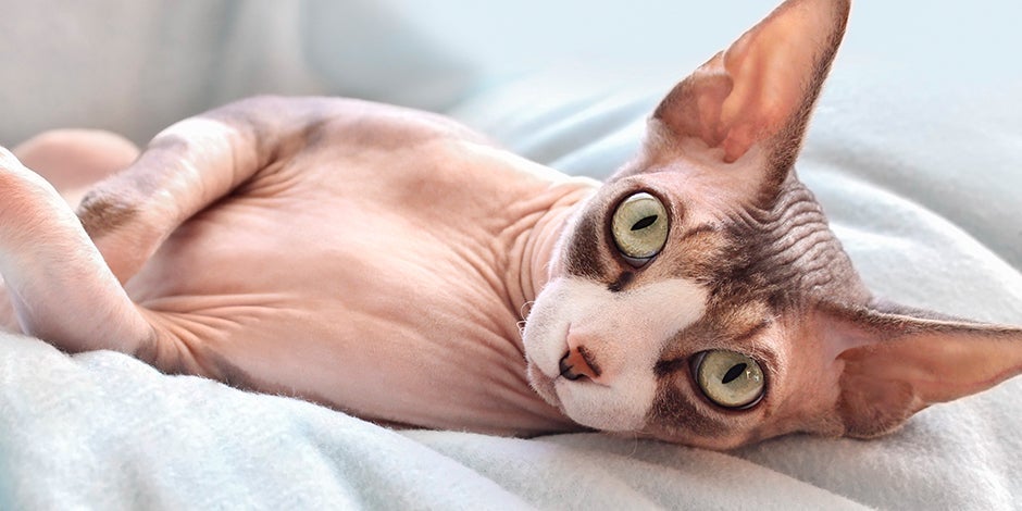 Gato esfinge acostado.