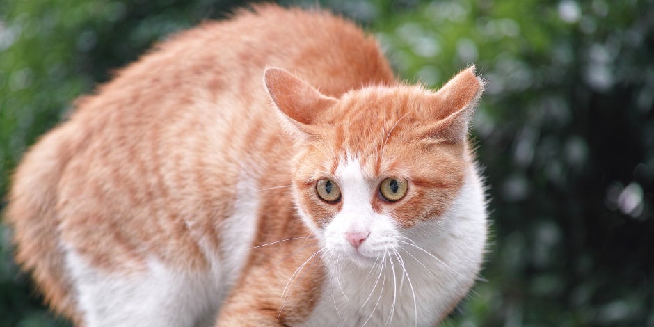 Gato estresado – Michi prevenido Si un gato está estresado, posiblemente se muestre más desconfiado y prevenido, como el de la imagen.