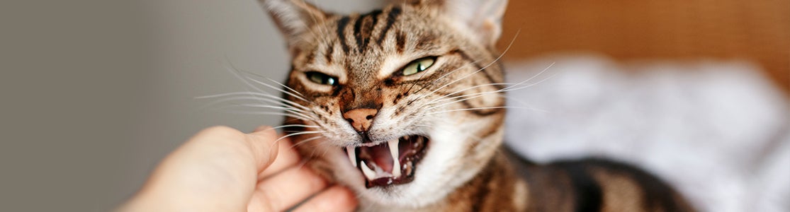 Gato estresado: señales, causas y consejos para reducir su ansiedad. Michi gruñendo.