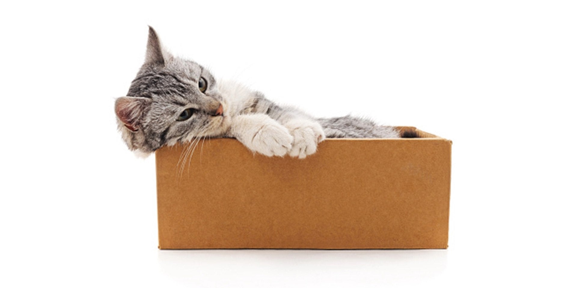 Gato triste – Caja Gato triste de pelaje atigrado en el interior de una caja.