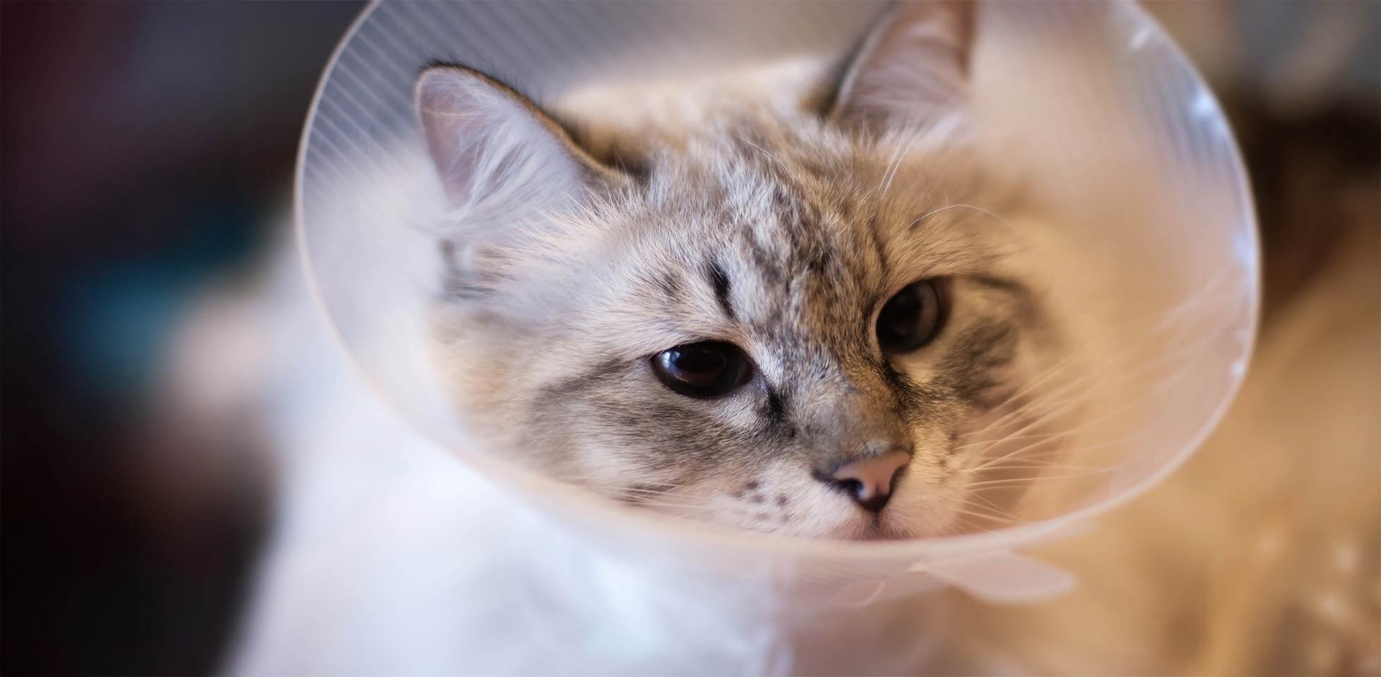 Gato triste – Collar Gato triste usando un collar isabelino.