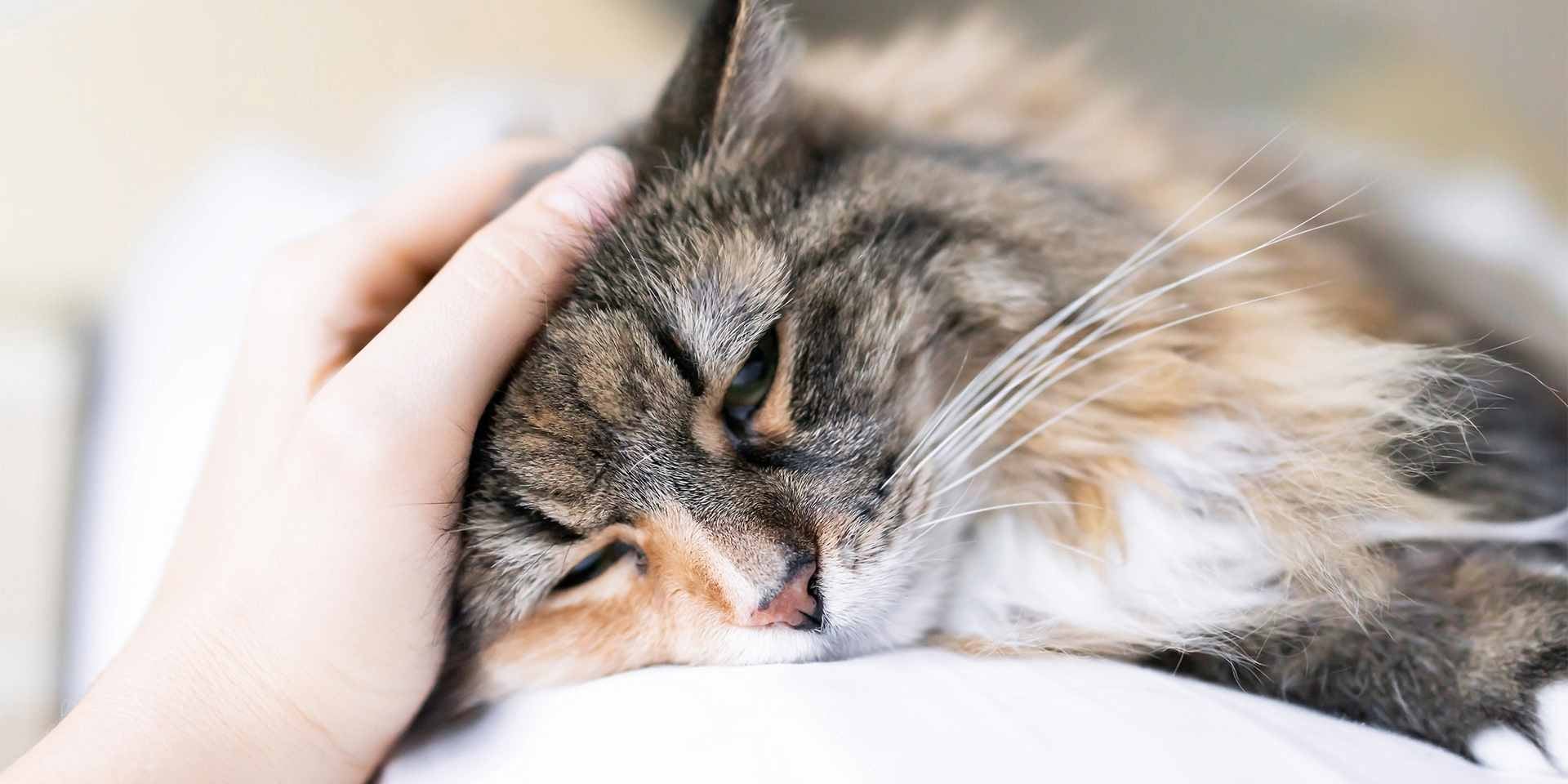 Gato triste – Regazo Gato triste de pelo largo y atigrado, sobre el regazo de su tutora.