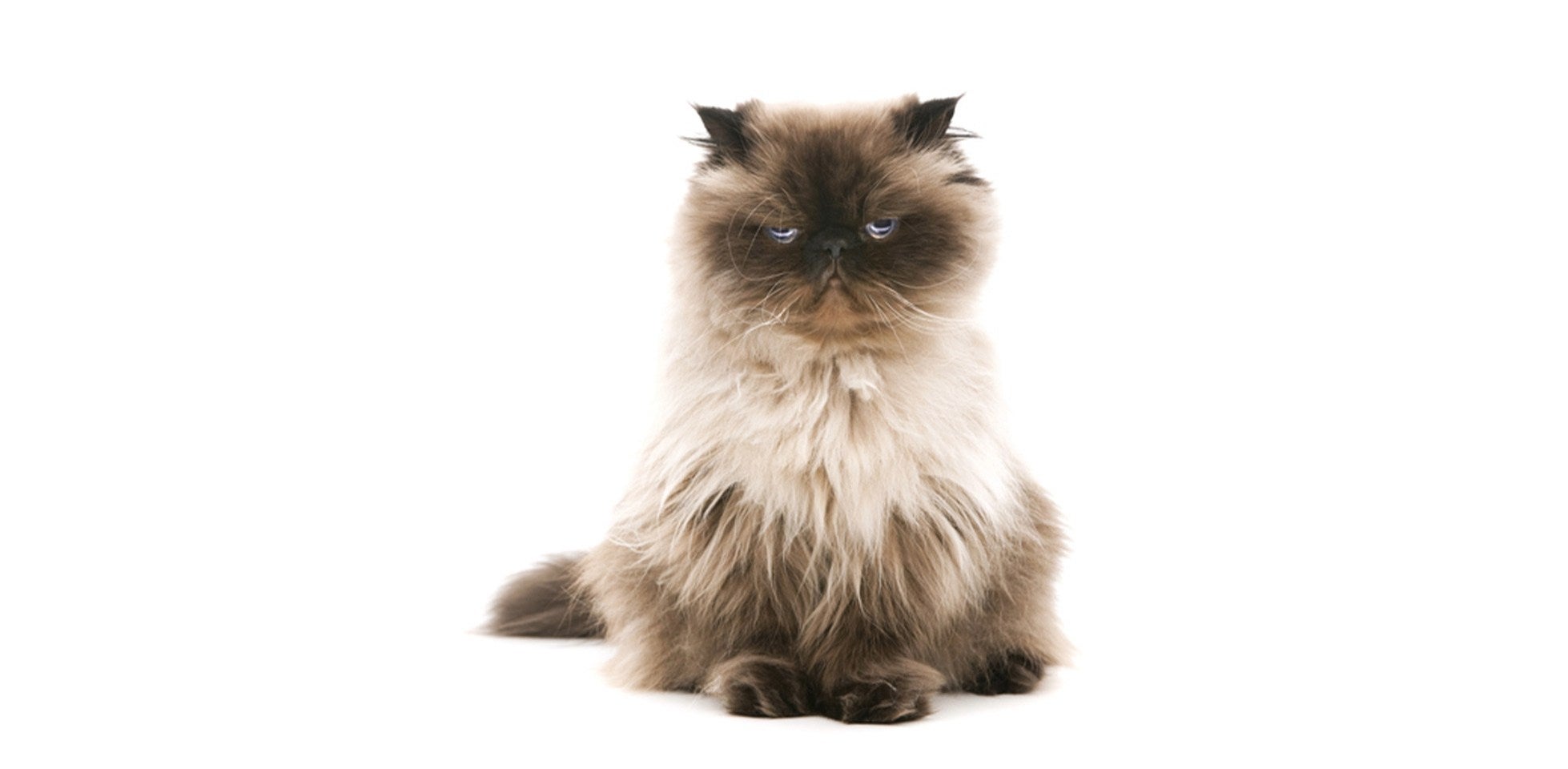  Gato triste: michi de pelo largo con expresión de tristeza en fondo blanco.