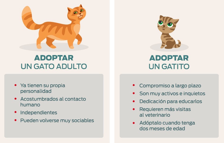 Gatos en adopción – Infografía comparativa Infografía comparativa sobre pros y contras de los gatos en adopción bebés y adultos.
