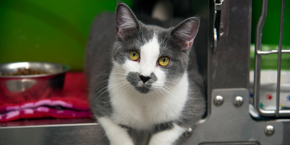 Gatos en adopción - Refugio Michi blanco y gris en su jaula abierta. Gatos en adopción