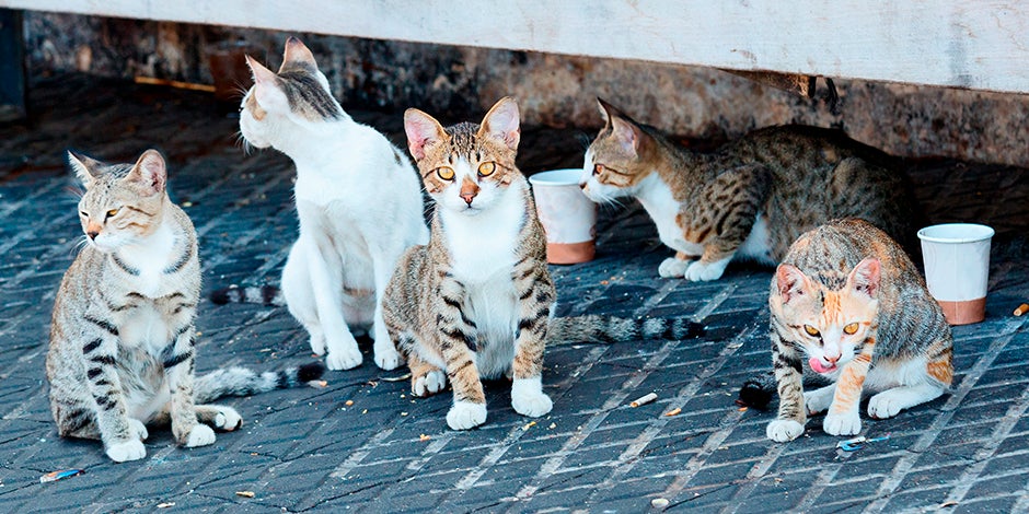 Gatos y perros callejeros. Grupo de michis reunidos Los gatos y perros callejeros acostumbran a reunirse con otros para sobrevivir. Grupo de michis reunidos.