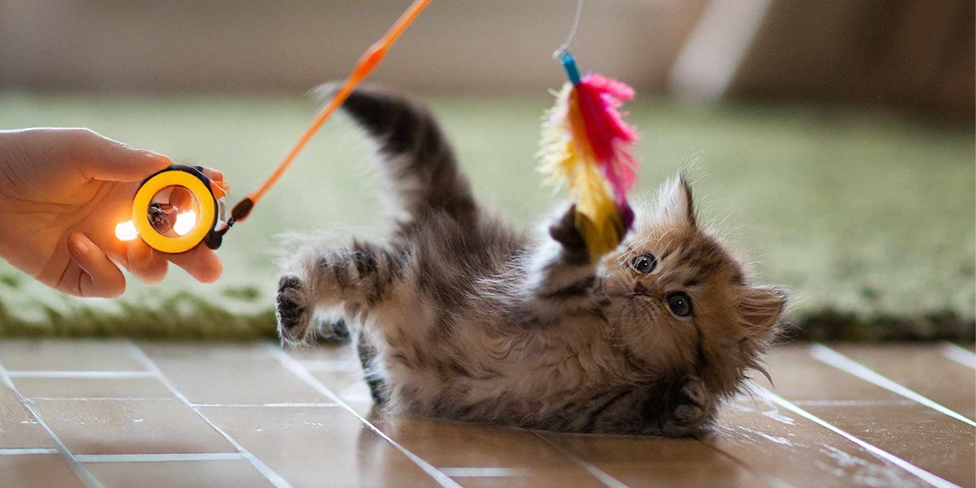 Gatos recién nacidos – Michi juguetón Tras algunas semanas, los gatos recién nacidos empezarán a jugar y explorar. Michi juguetón con una pluma.