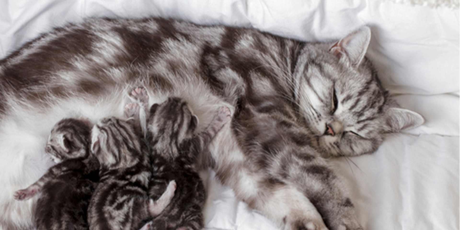 Gatos recién nacidos – Madre felina Grupo de gatos recién nacidos siendo amamantados por su madre.