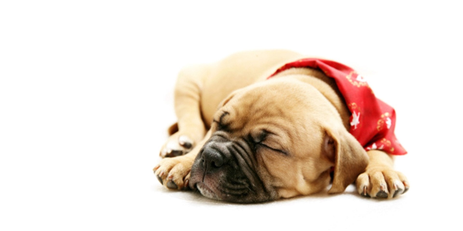 Los perros sueñan, siendo más común en seniors y en cachorros como el dormilón de la imagen.
