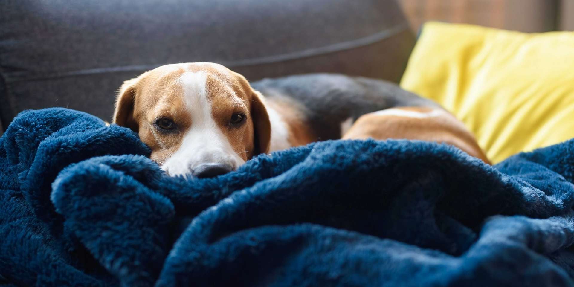 Los perros sueñan. Beagle acostado sobre su cama.