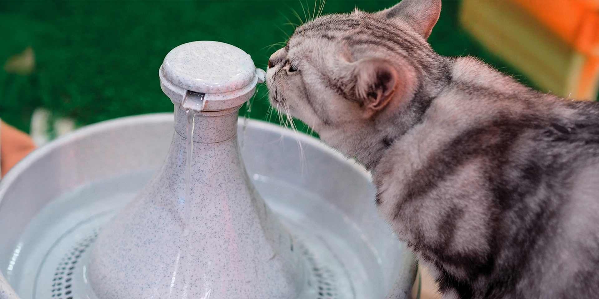 Mi gato no puede orinar – Hidratación adecuada Mi gato no puede orinar. Michi hidratándose de su bebedero.