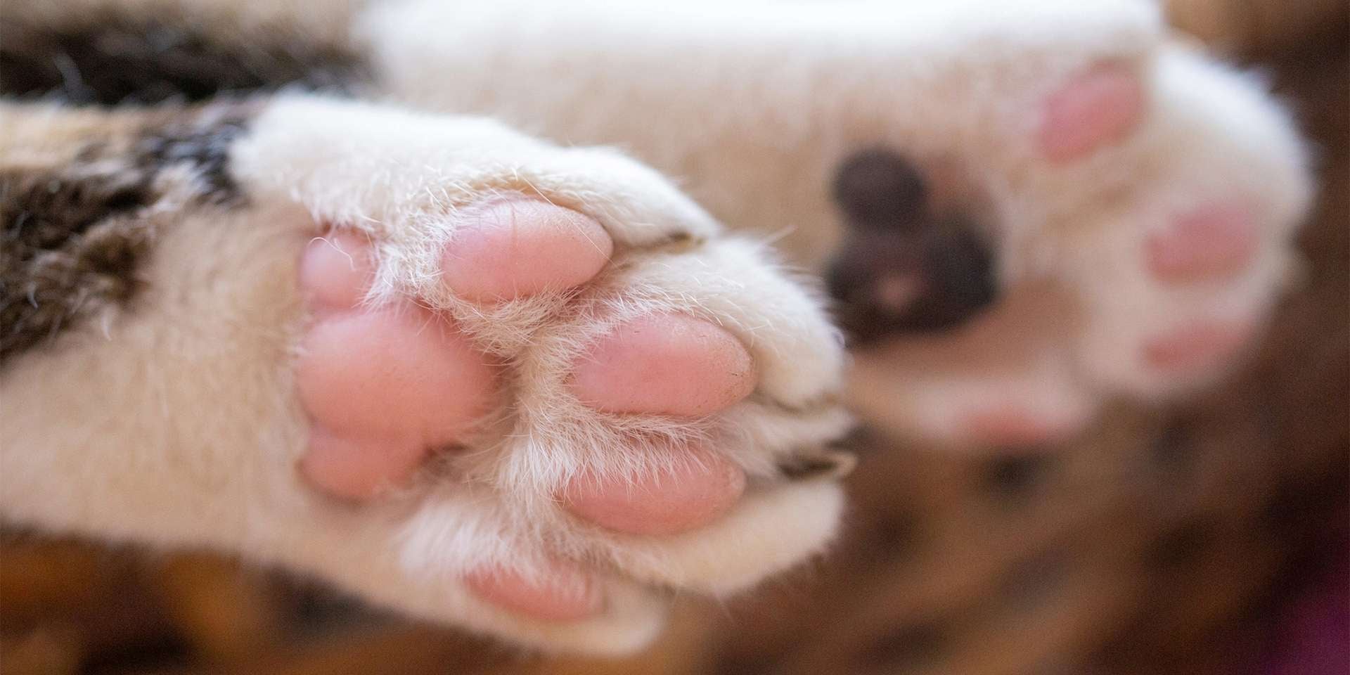 Patas de gato – Almohadillas Almohadillas de patas de gato color rosado con manchas.