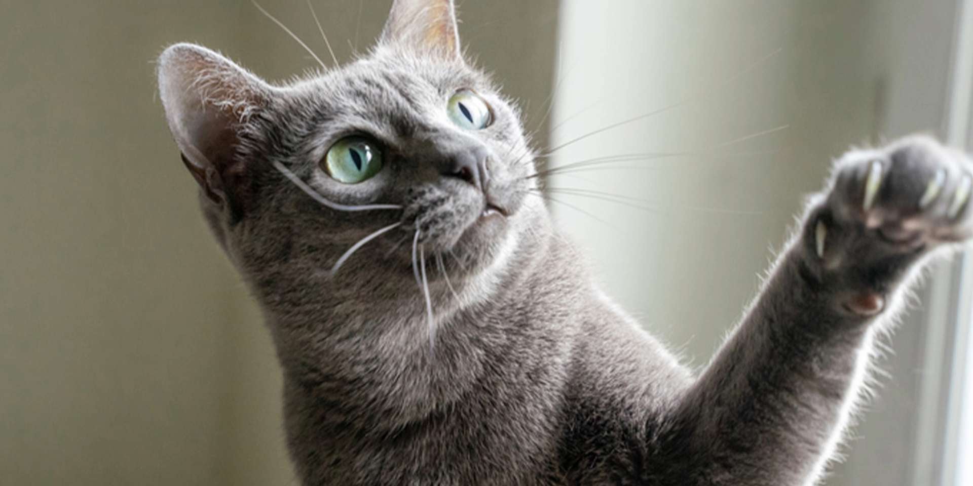 Patas de gato – Comunicación Las patas de un gato son una herramienta de comunicación. Michi gris levantando su pata.