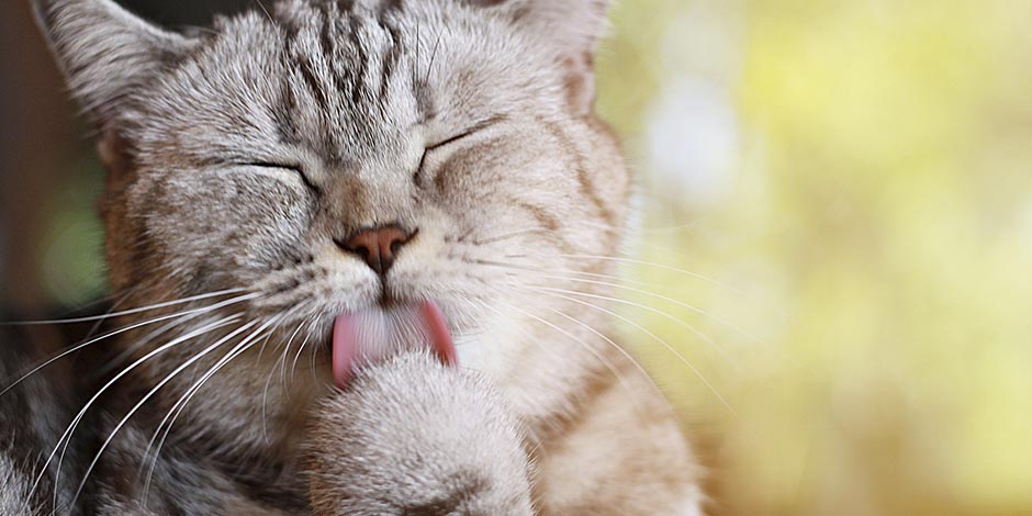 Patas de gato – Lamiendo Las patas de un gato actúan como esponjas. Michi atigrado lamiendo una de sus patas.