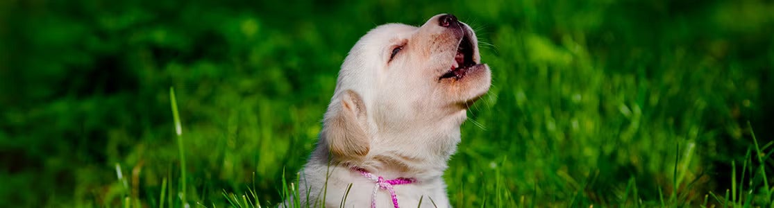 Por qué aúllan los perros. Cachorro aullando.