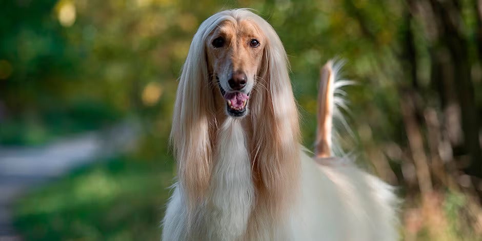 Razas de perros peludos – Afgano Razas de perros peludos. Perro afgano, vista frontal.