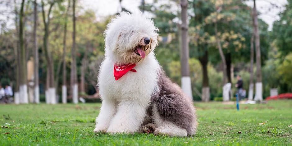Razas de perros peludos – Bobtail Razas de perros peludos. Bobtail sentado en el parque.