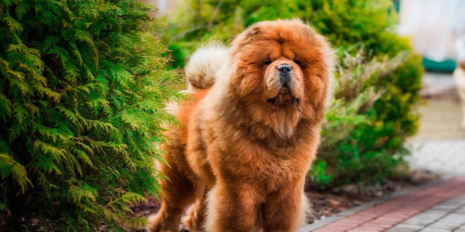 Razas de perros peludos – Chow chow Razas de perros peludos. Chow chow marrón de pie.