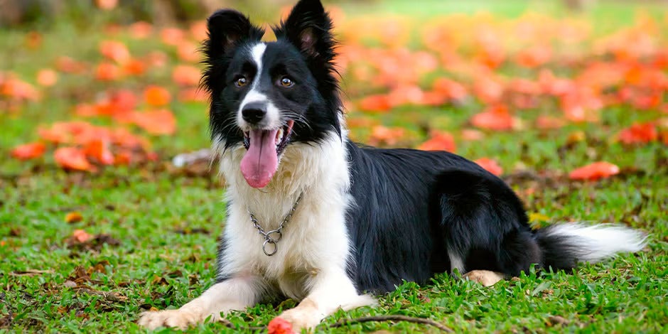 Razas de perros peludos – Collie Razas de perros peludos. Collie acostado sobre césped.