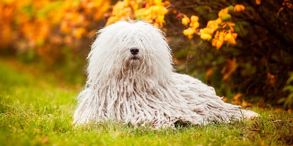 Razas de perros peludos – Komondor Razas de perros peludos. Komondor húngaro acostado, vista frontal.