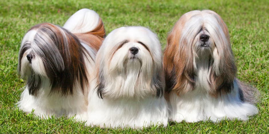 Razas de perros peludos – Bichón maltés Razas de perros peludos. Tres bichones malteses acostados sobre césped.