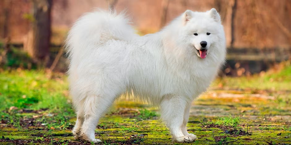 Razas de perros peludos – Samoyedo Razas de perros peludos. Samoyedo de pie, vista lateral.