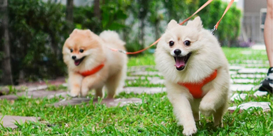 Razas de perros peludos