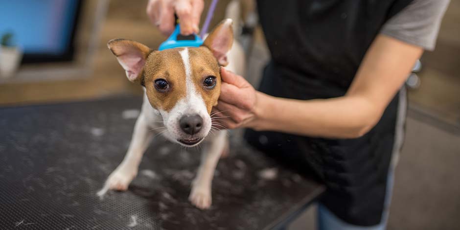 El cepillado es clave para prevenir la caspa en perros, como sucede con este Jack Russell.