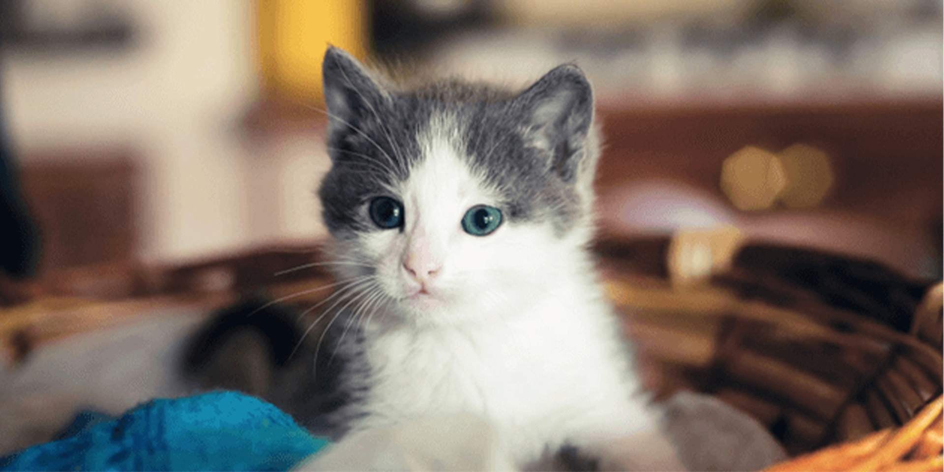 Un gato criollo bebé descansa. Un gato criollo bebé gris con blanco descansa en una canasta.