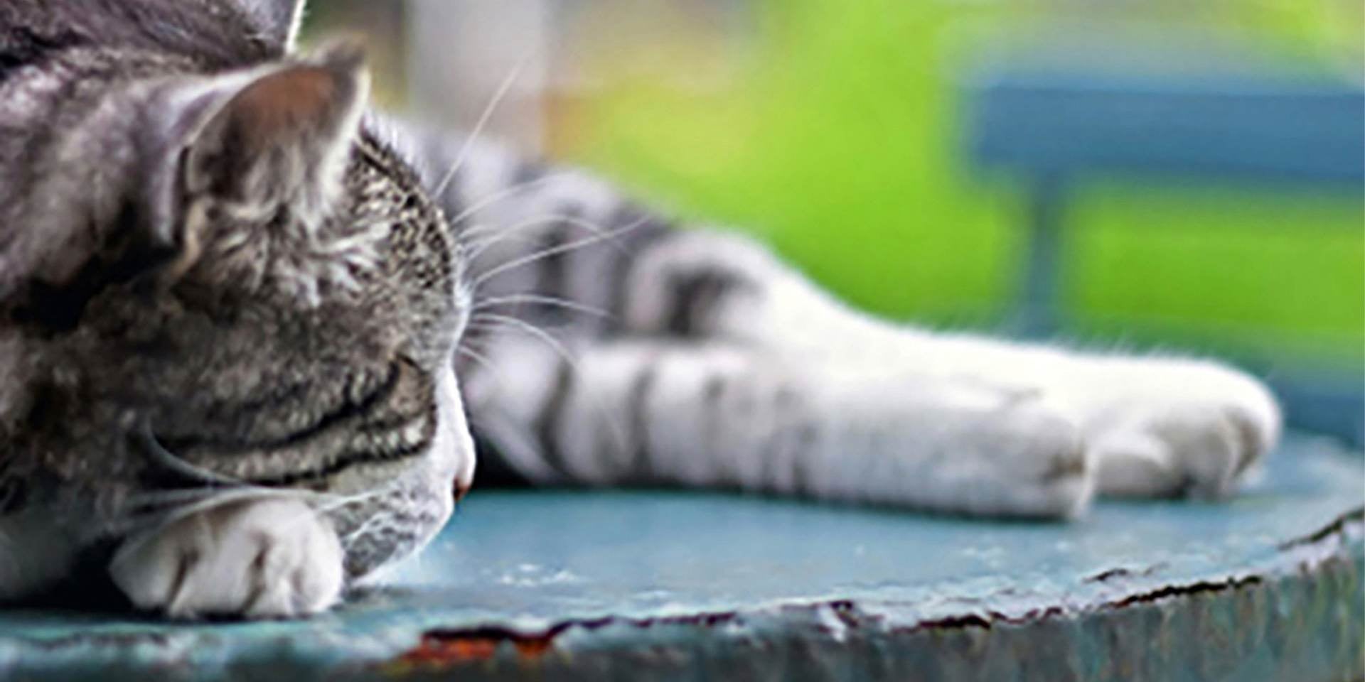 Gato criollo descansa sobre una mesa. Un gato criollo duerme sobre una mesa.