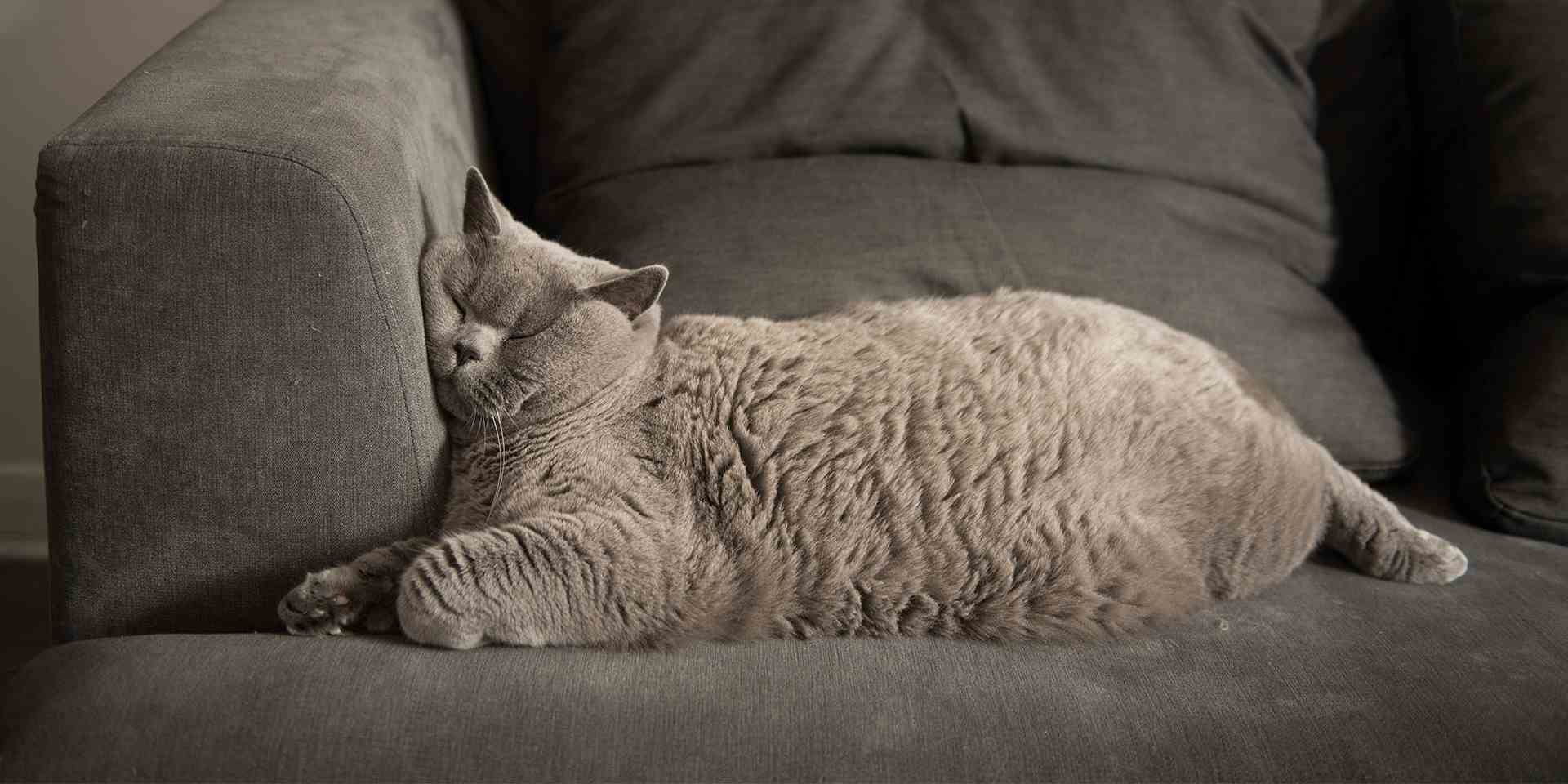 Los gatos roncan – Dormir incómodo Los gatos roncan, en especial al dormir en una posición inusual, como el de la imagen.