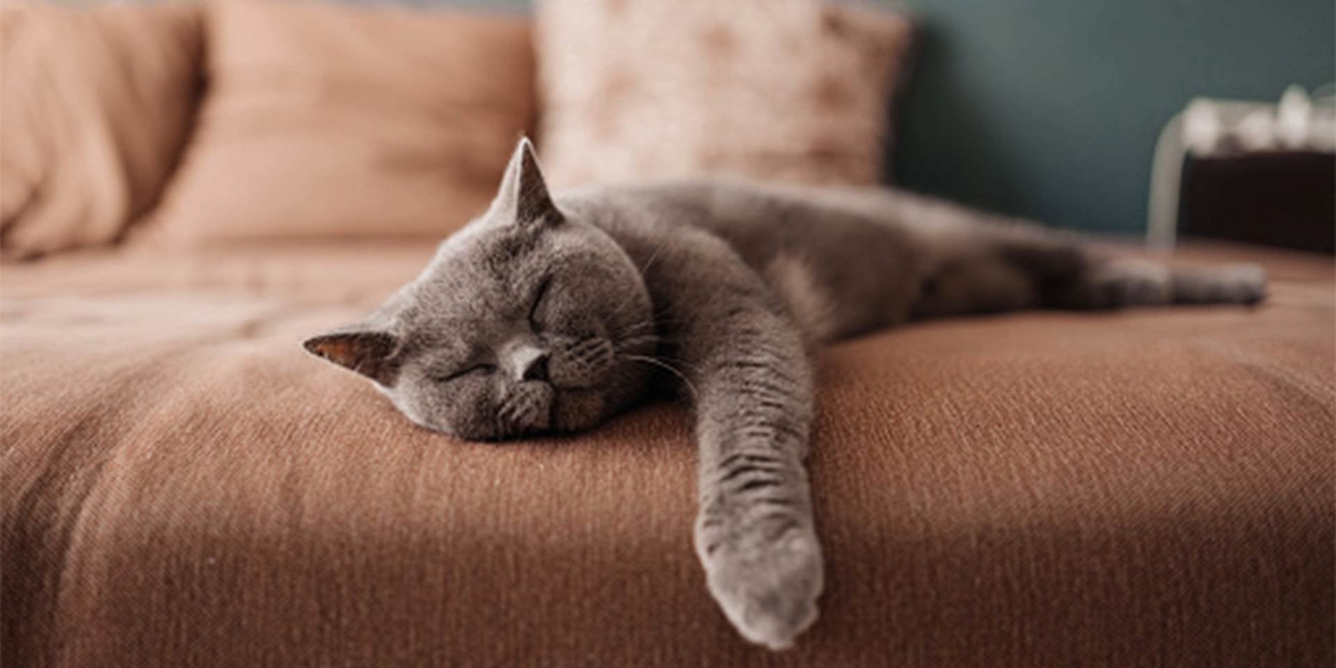 Los gatos roncan – Braquiocefálico durmiendo. En general, los gatos roncan, pero los braquiocefálicos son más propensos a hacerlo. Michi durmiendo.