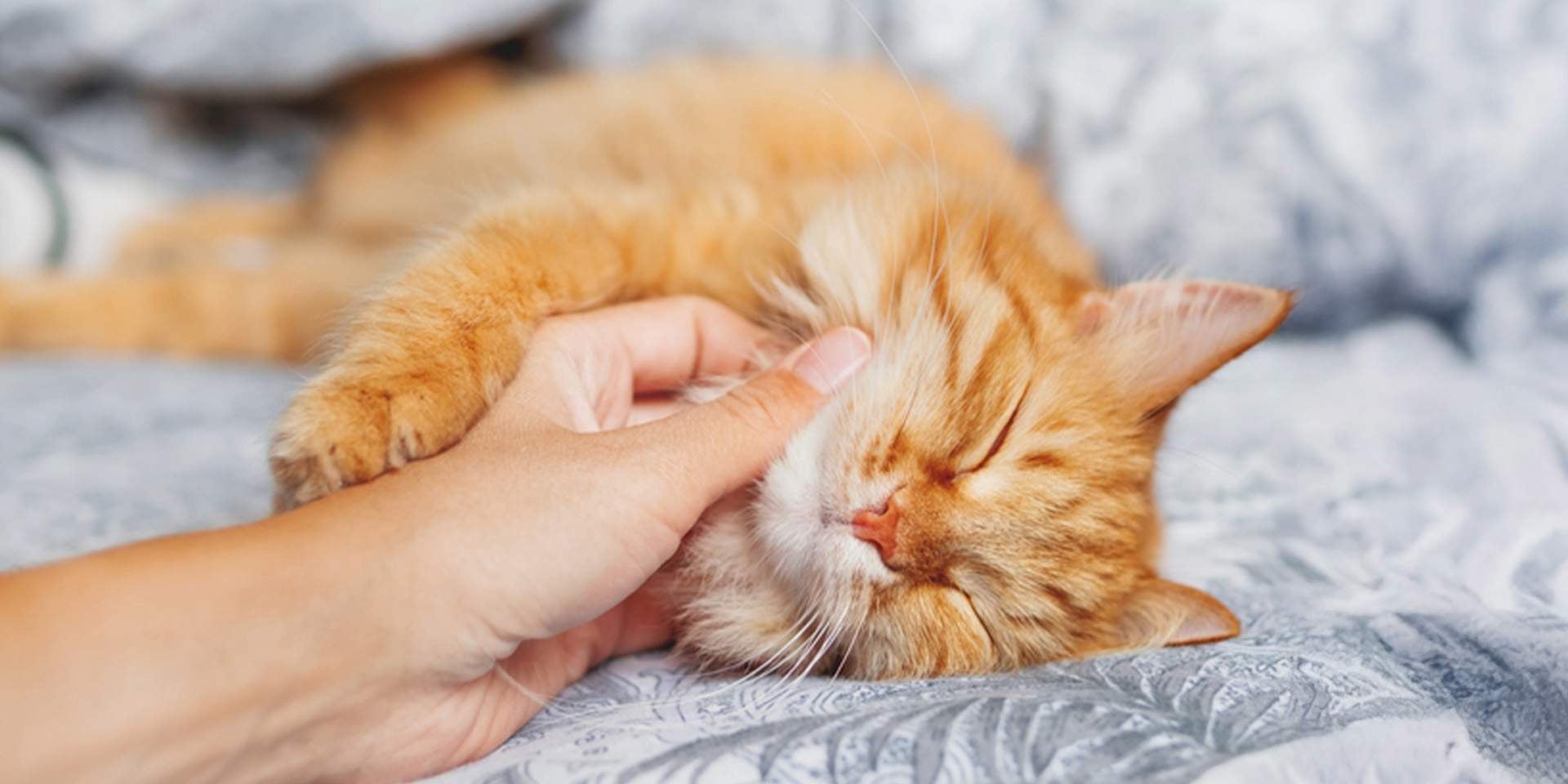 Los gatos roncan - Pólipos Los gatos roncan si tienen cuerpos extraños en sus vías respiratorias. Tutor mimando a michi que ronca.