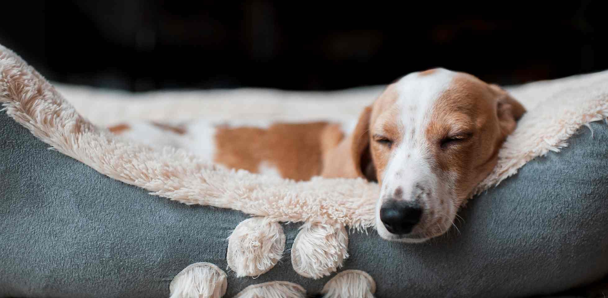 Perro durmiendo - Cama Perro durmiendo cómodamente en su cama tras una rutina.