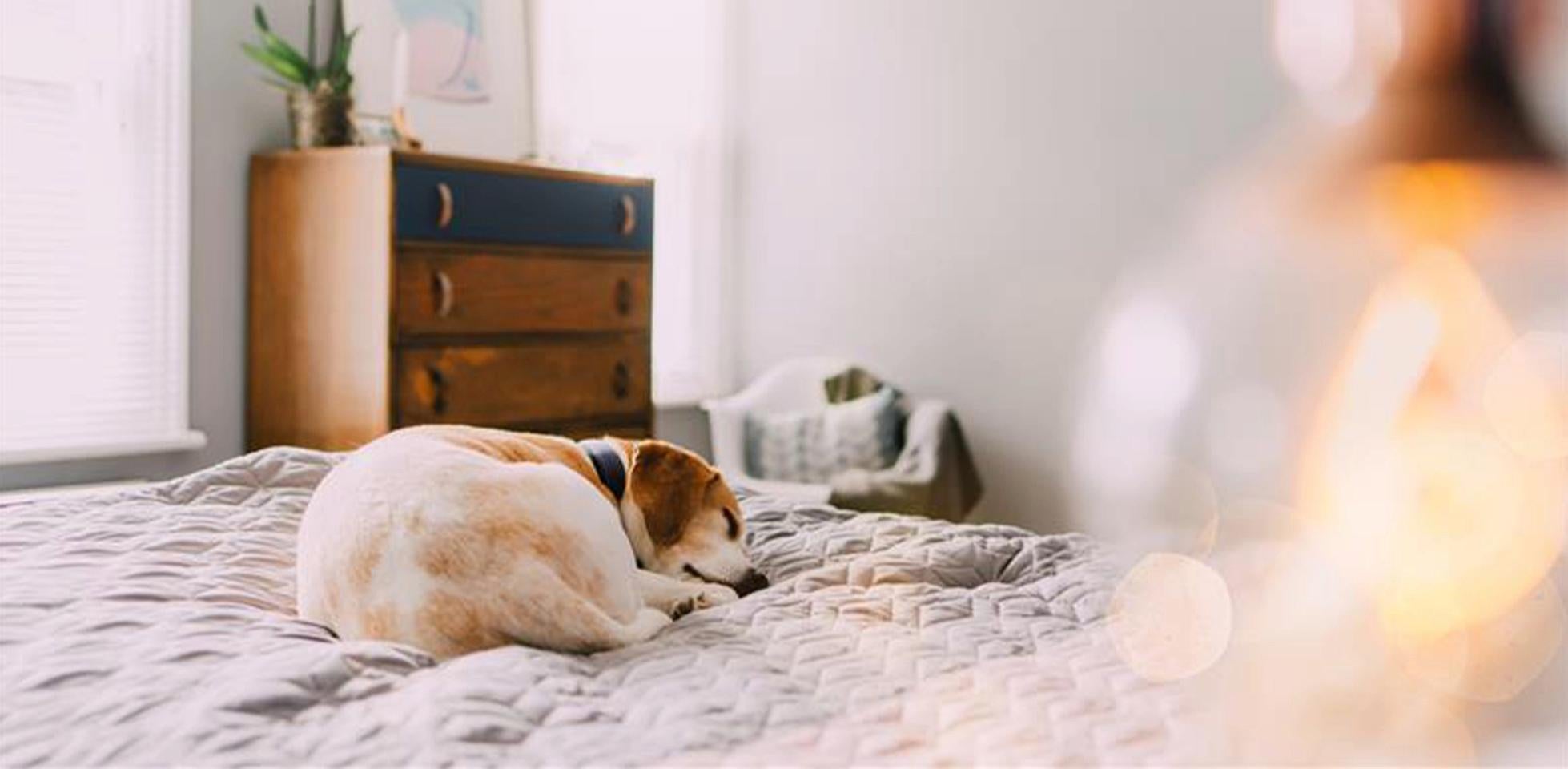 Perro durmiendo – Hábitos crepusculares.  Los perros son de hábitos crepusculares, así que no es raro ver a un perro durmiendo a medianoche y a mediodía.