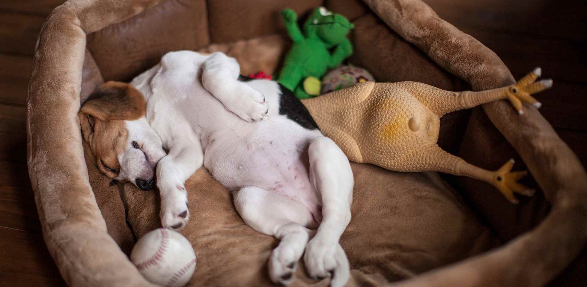 Perro durmiendo en su cama cómodamente. 