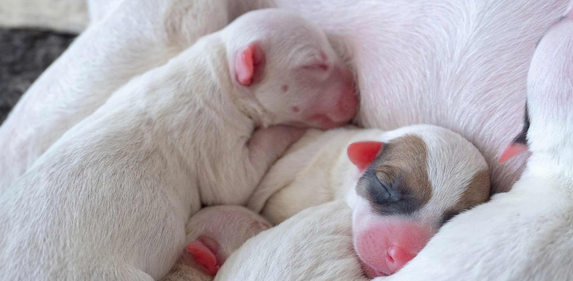 Perro durmiendo – Sueños de cachorros  Los cachorros duermen mucho más pues necesitan crecer rápido. Perros recién nacidos durmiendo junto a su mamá.