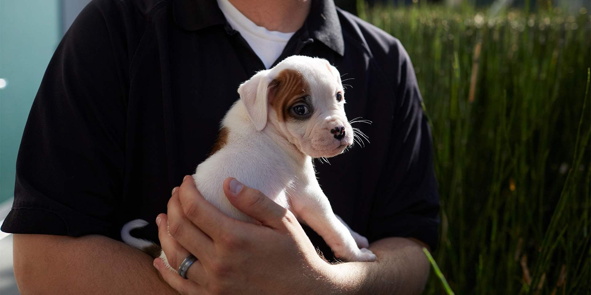 Perros en adopción - Cachorro Los perros en adopción pueden ser de cualquier origen y edad. Cachorro recién adoptado.