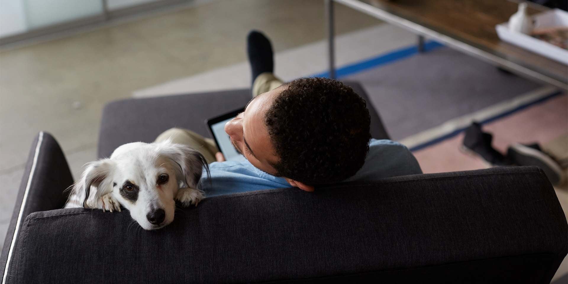 Perros en adopción: cuidados, protección y tranquilidad. Perros en adopción: recuerda desarrollar los procesos de desparasitado y esterilización a tiempo.