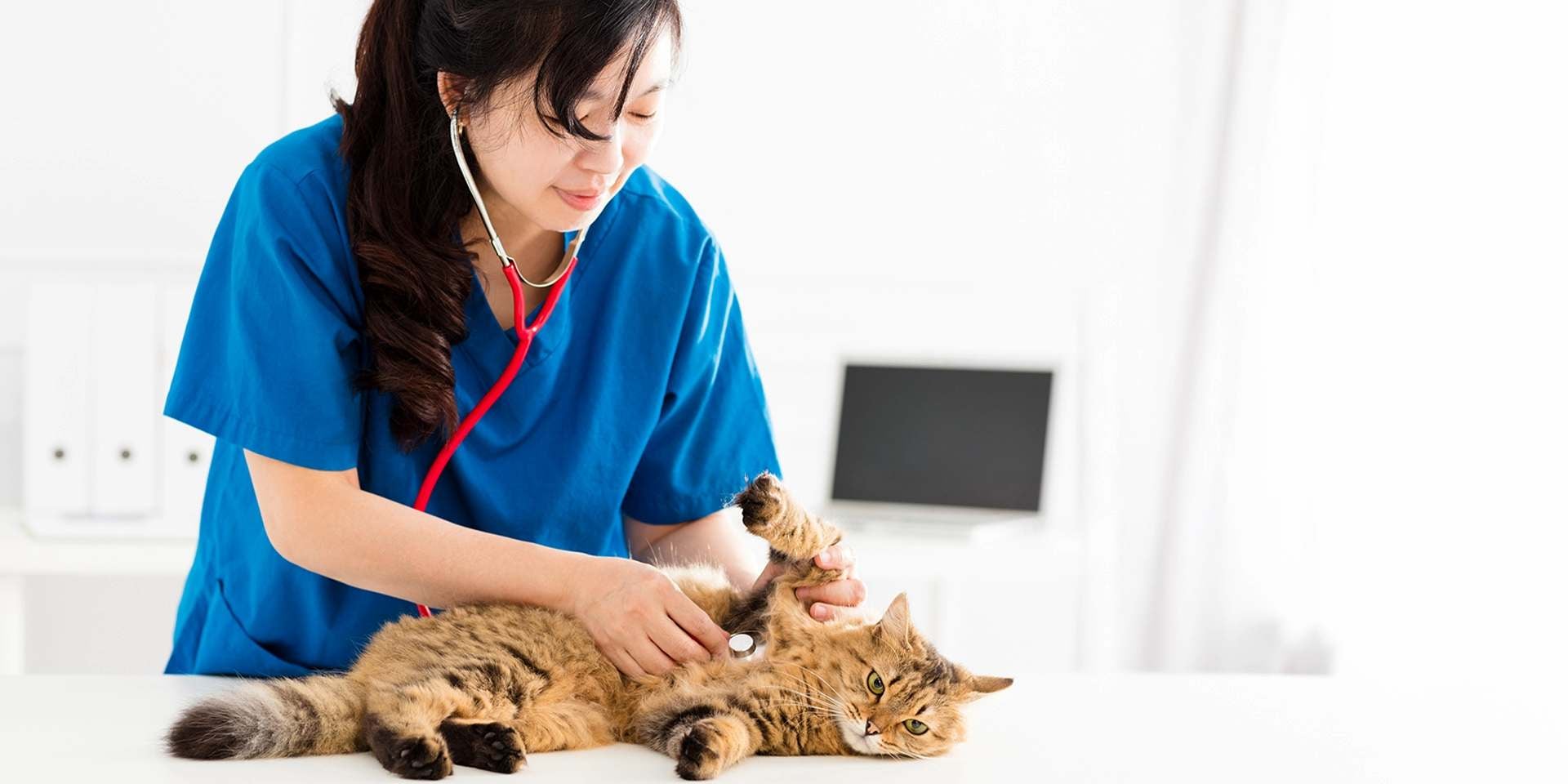 Para identificar qué causa la tos en gatos, consulta a un profesional. Veterinaria revisando a un michi.