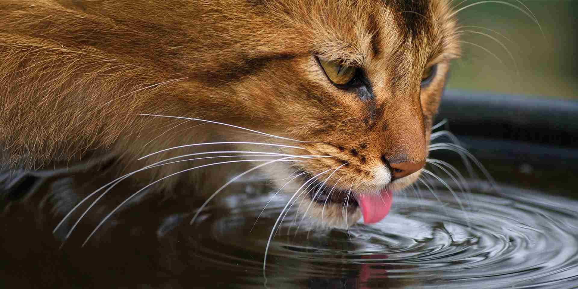 Bigotes de gato - Agua La adecuada hidratación es clave para los bigotes de un gato. Michi bebiendo agua.