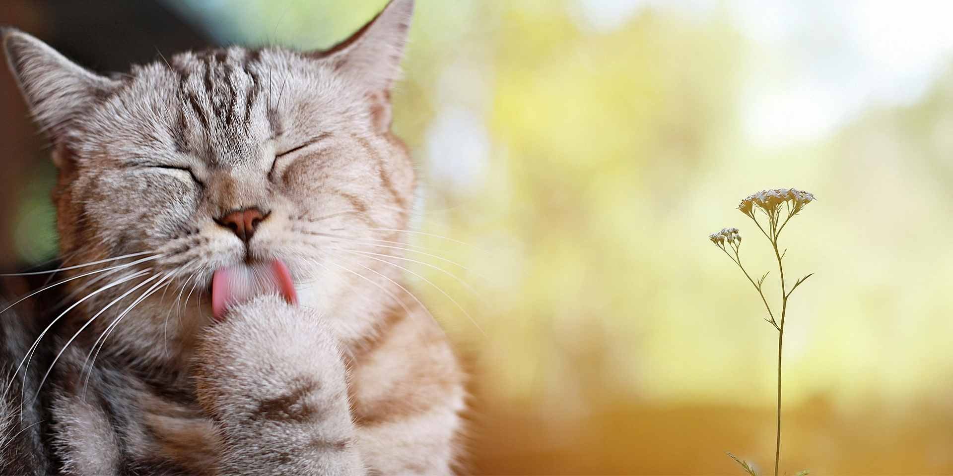 Bigotes de gato – Estado de ánimo La posición de los bigotes de un gato ayuda a identificar su estado de ánimo. Michi lamiendo su pata.